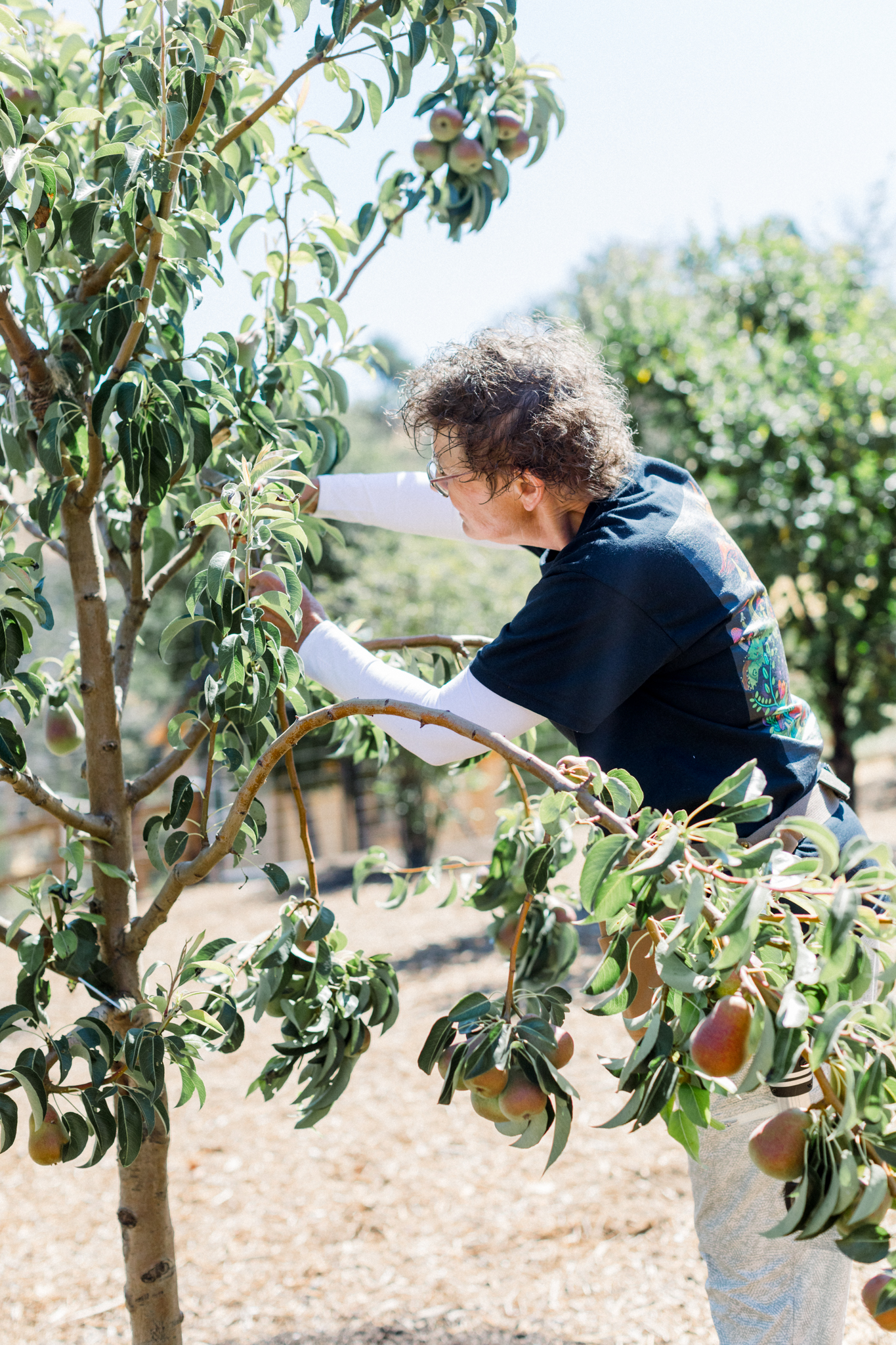 Madaline Duran - Sonoma Pruner - trimming fruit trees a woman pruning orchard trees in Sonoma Valley.