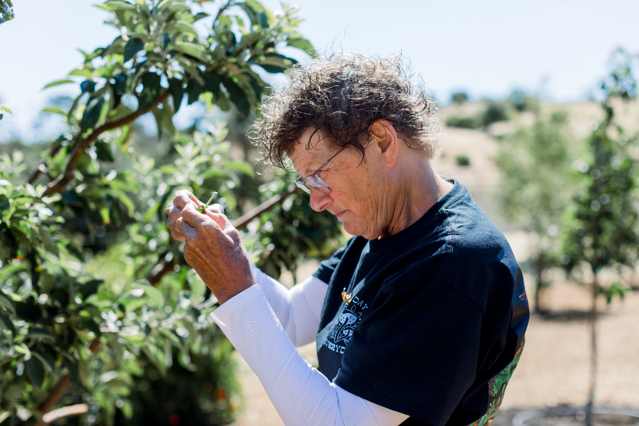 Sonoma Pruner - Fruit Tree Care Services Sonoma fruit tree expert Madaline Duran examining the branches of a fruit tree in the early summer sunshine.