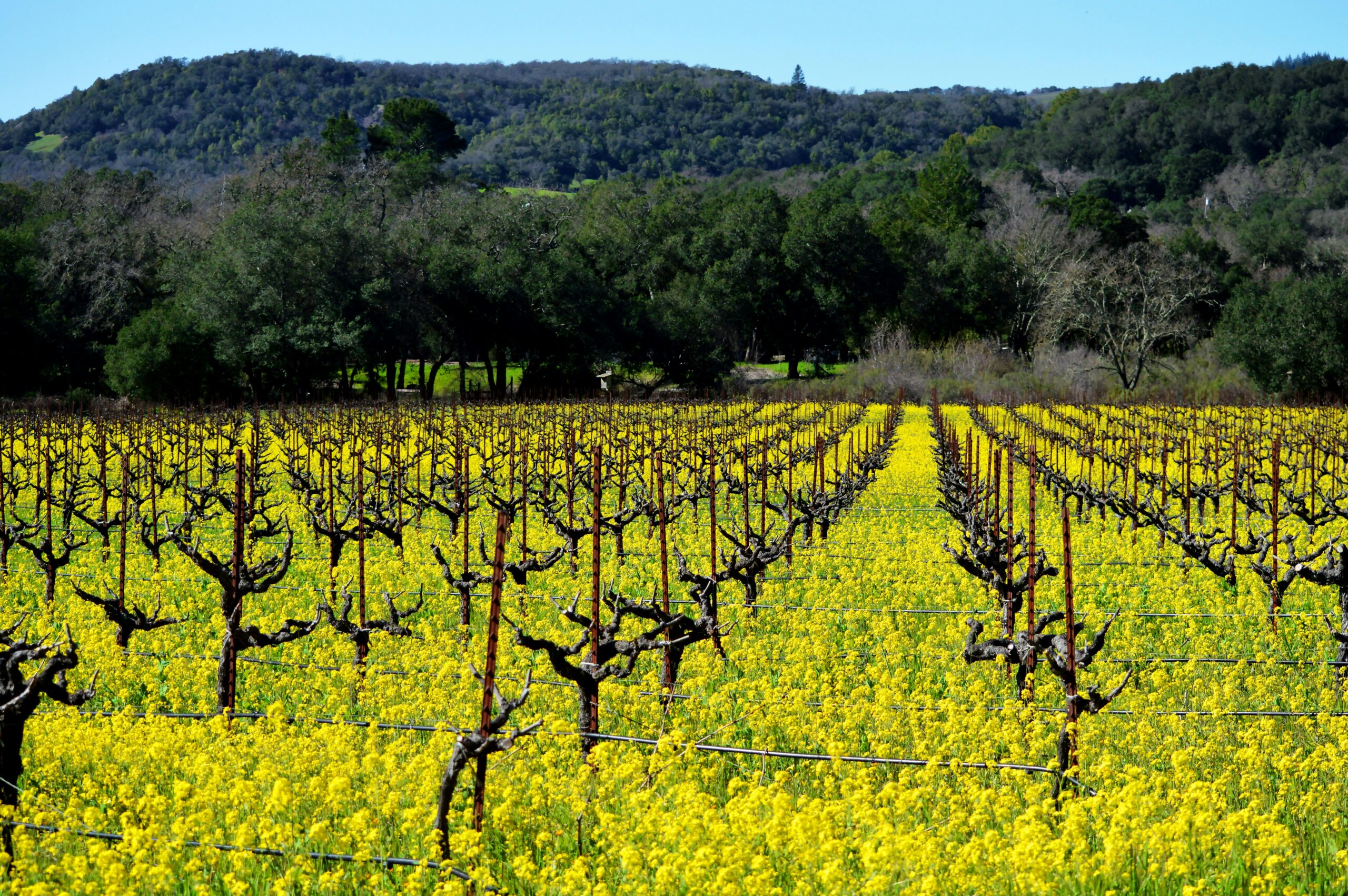 sonoma-valley-vineyard-winter-cover-crop Rows of dormant grapevines surrounded by bright yellow mustard cover crops in a Sonoma Valley vineyard, framed by wooded hills