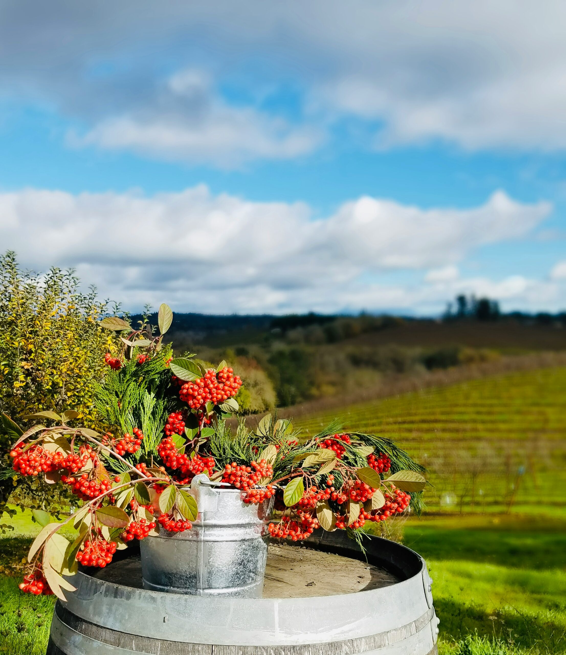 winter-sonoma-valley-vineyard-berries-display Winter arrangement of red berries and greenery in a galvanized pail atop a wine barrel, with vineyard rows and rolling hills in Sonoma Valley