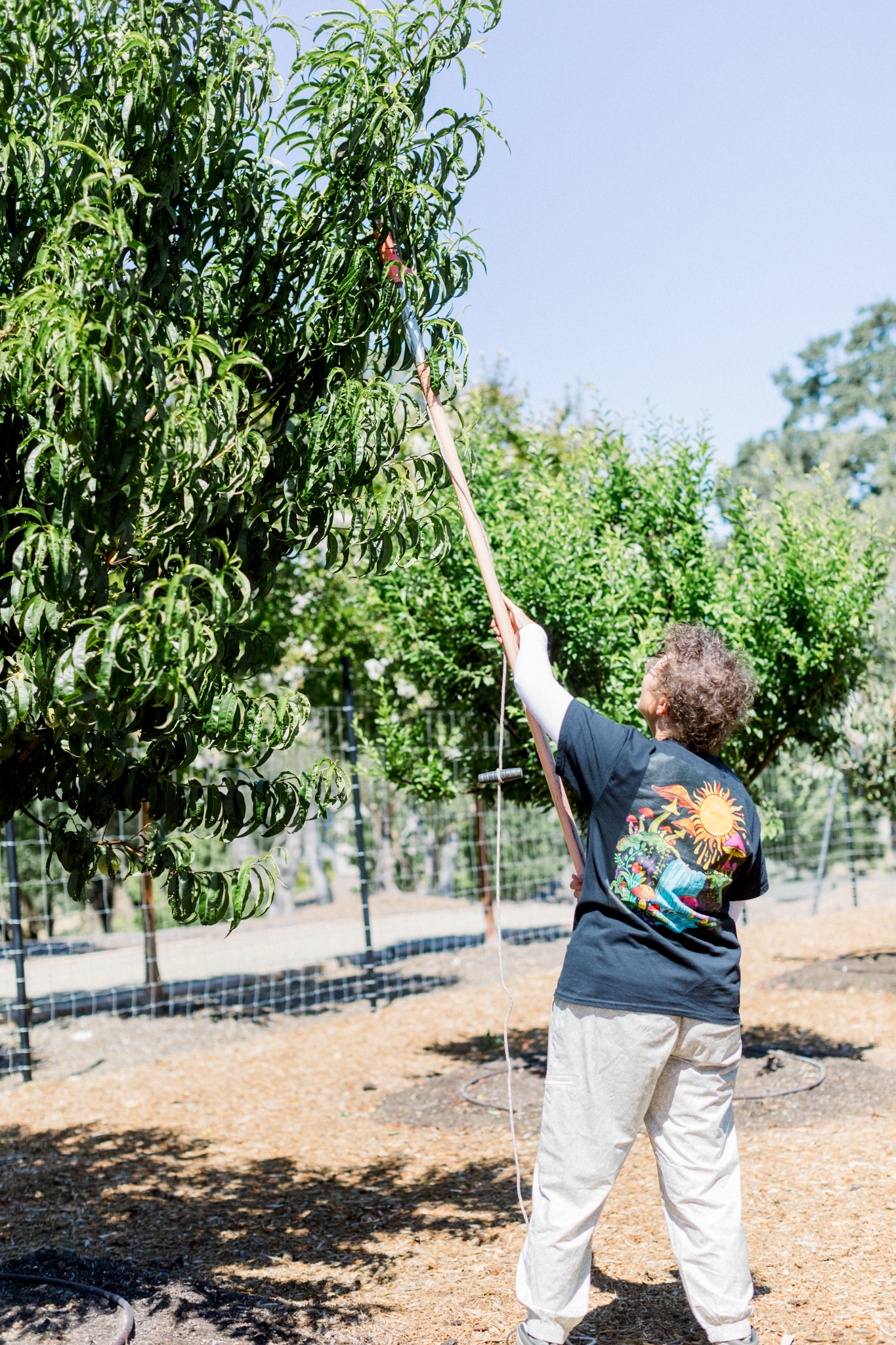 fruit-tree-pruning-pole-sonoma Fruit tree pruning in Sonoma County using a long-handled pole pruner