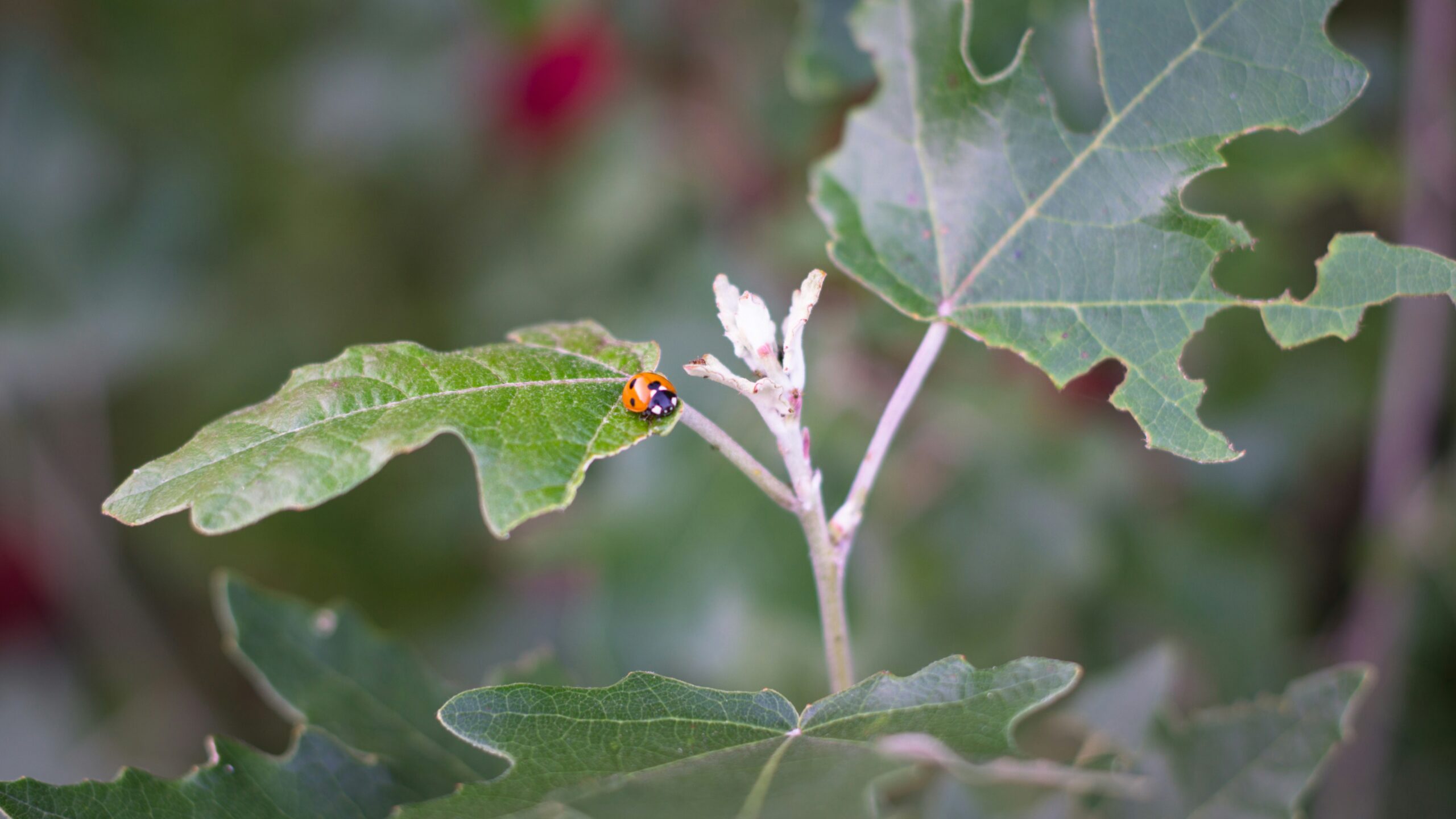 ladybug-on-damaged-leaf-natural-pest-control Ladybug on a partially eaten leaf, a natural predator used in organic pest control for garden pests.