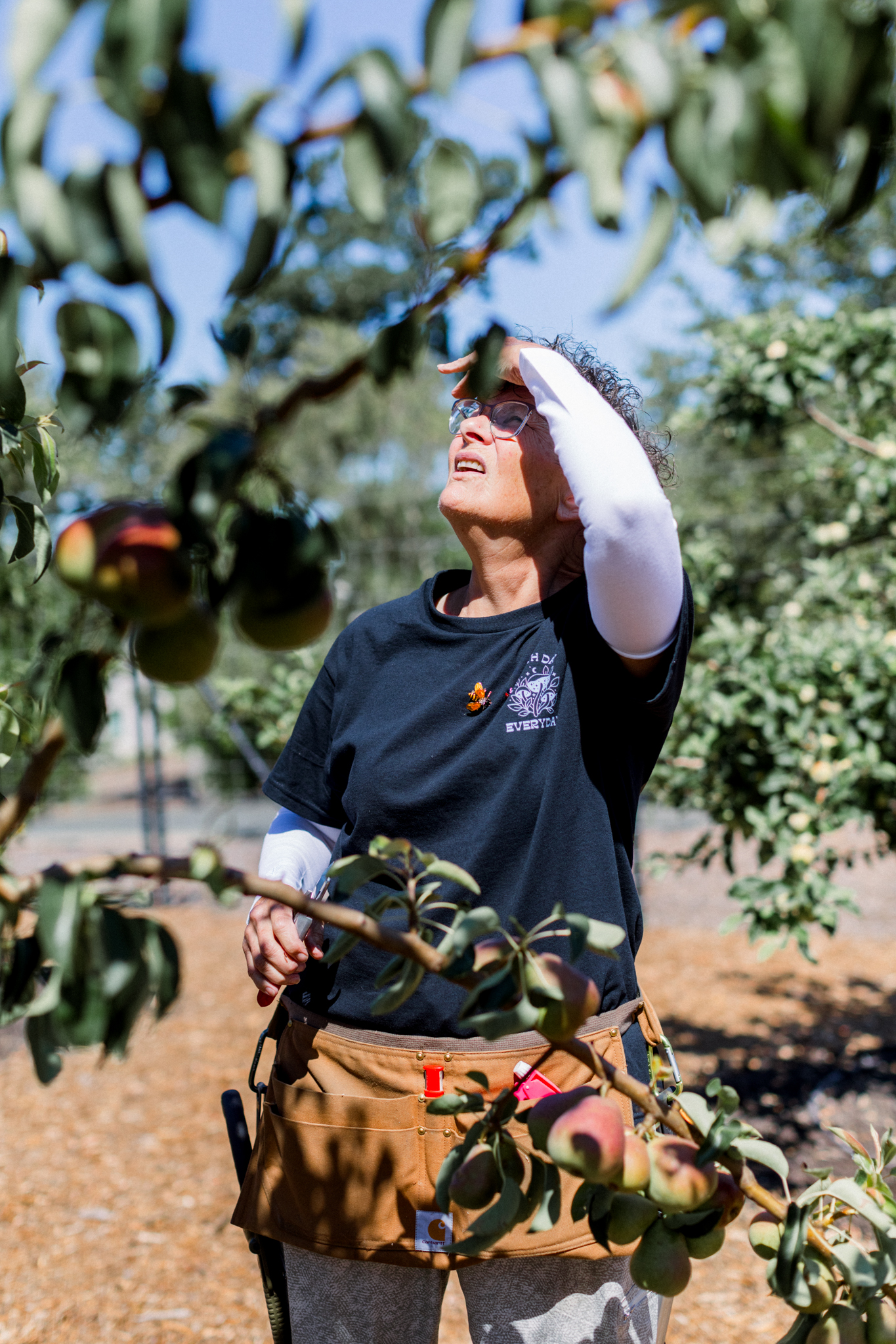 madaline-duran-sonoma-pruner-orchard-inspection Madaline Duran of Sonoma Pruner inspects fruit trees for signs of pest activity under the summer sun.