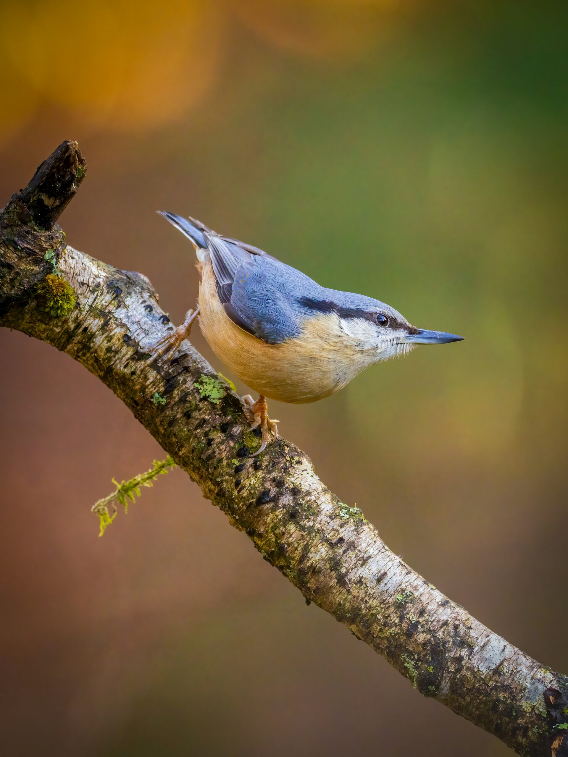 nuthatch-natural-pest-control-fruit-trees A nuthatch perched on a branch, an insect-eating bird often found in orchards providing natural pest control.