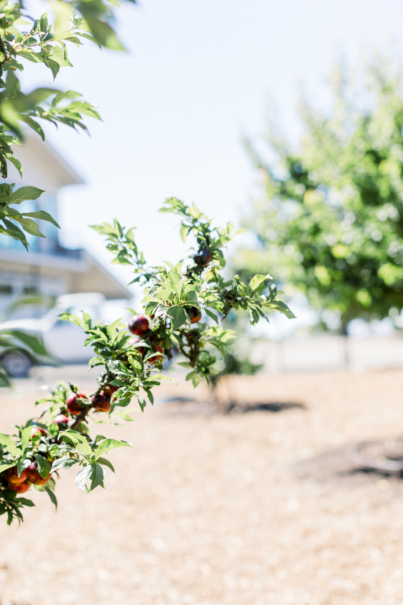 healthy-fruit-branch-sonoma-orchard-care Branch of healthy, ripening fruit in a well-maintained Sonoma orchard, showing the impact of consistent care and disease prevention.