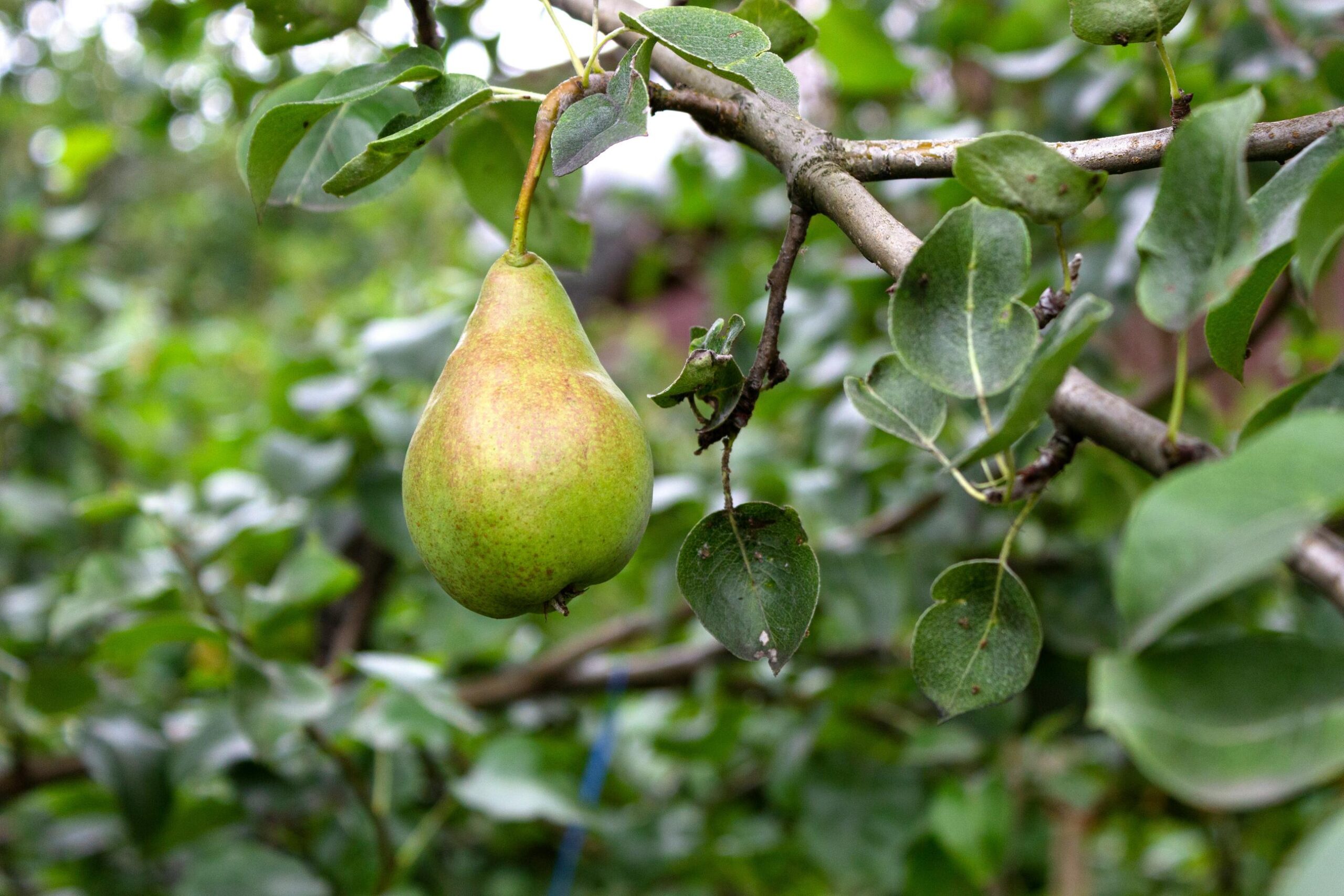 pear-tree-sonoma-fruit-disease-prevention Close-up of a ripening pear on a tree, surrounded by green leaves—highlighting fruit tree care and disease prevention in Sonoma.